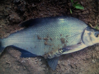 Carp bream