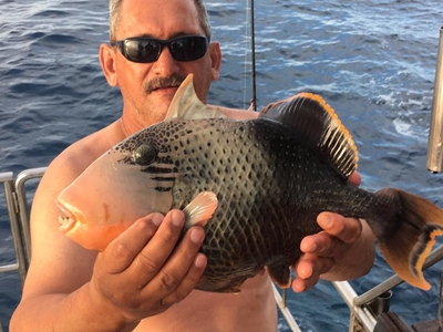 Halfmoon triggerfish