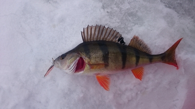 Eurasian perch