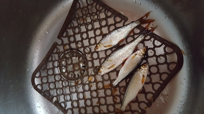 Sharpnosed sawtooth pellonuline