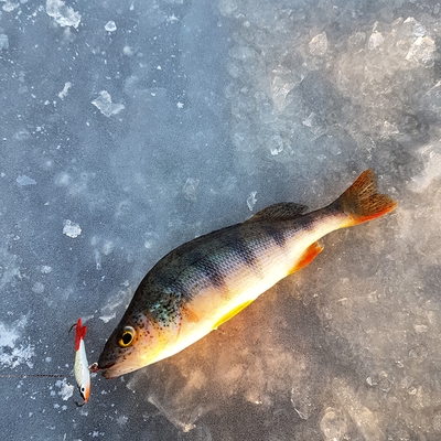 Eurasian perch