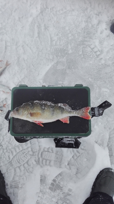 Eurasian perch