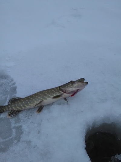 Northern Pike