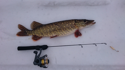 Northern Pike