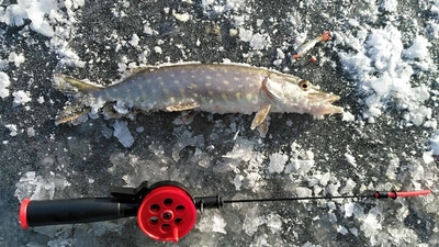 Northern Pike