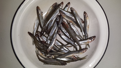 European smelt