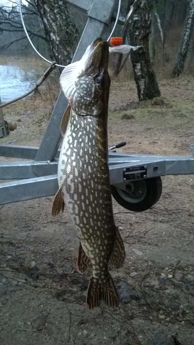 Northern Pike