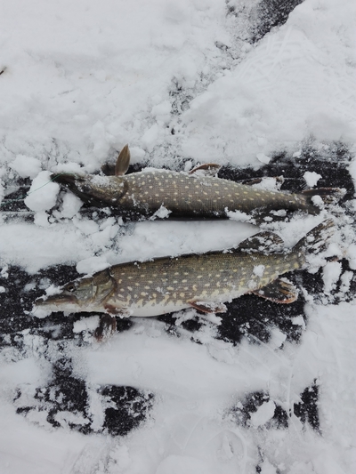 Northern Pike
