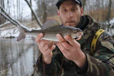 Grayling
