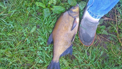 Carp bream