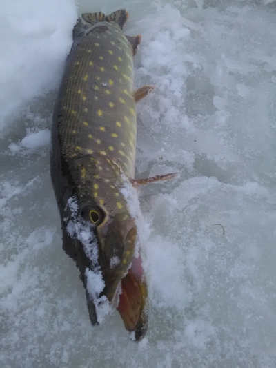 Northern Pike