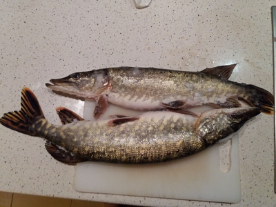 Northern Pike