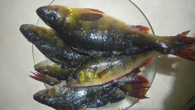 Eurasian perch