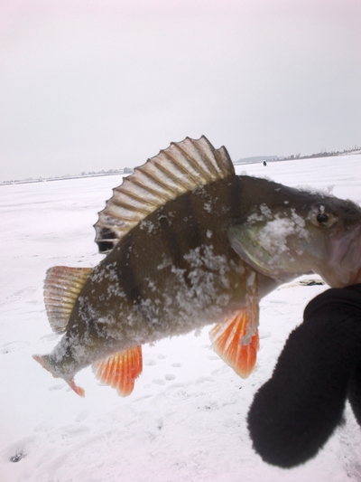 Eurasian perch