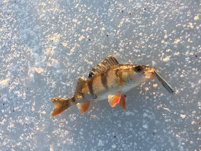 Eurasian perch