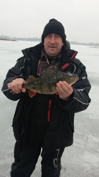 Eurasian perch