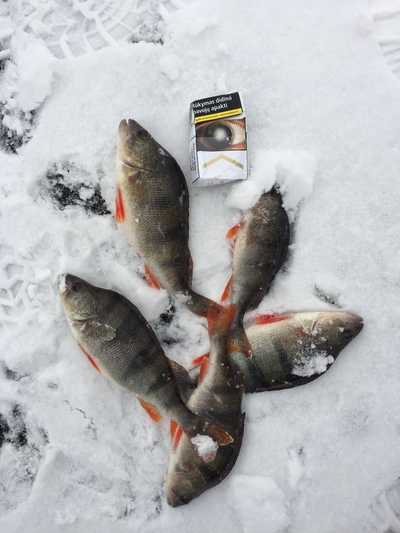 Eurasian perch