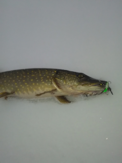 Northern Pike