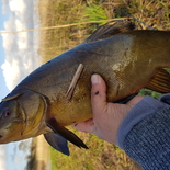 Fisherman VIIGOS