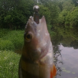 Fisherman Likeris