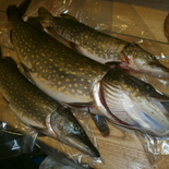 Fisherman sviglis
