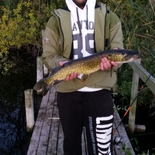 Fisherman apelsinas