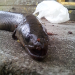 Fisherman Arturasss