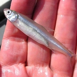 Fisherman GiedriusM