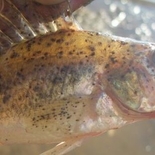 Fisherman Kimbalas