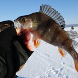 Fisherman darius.cvekas