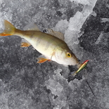 Fisherman sval