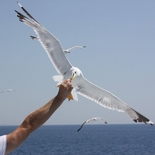 Fisherman alxemic