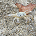 Fisherman Haste