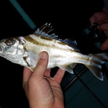 Fisherman Mantas_IW