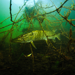 Fisherman eugenijusmilka