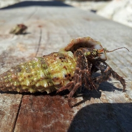 Fisherman MrBeniulis