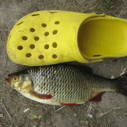 Fisherman Barsukas