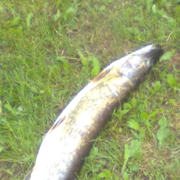 Fisherman Alvydass