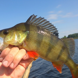 Fisherman Telsiskis