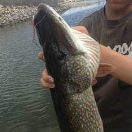 Fisherman meatball0011