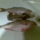 Mambas