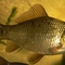 Crucian carp (Carassius carassius) fishing