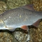 Roach (Rutilus rutilus) fishing