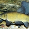 Tench fishing