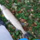 bstrachovicz